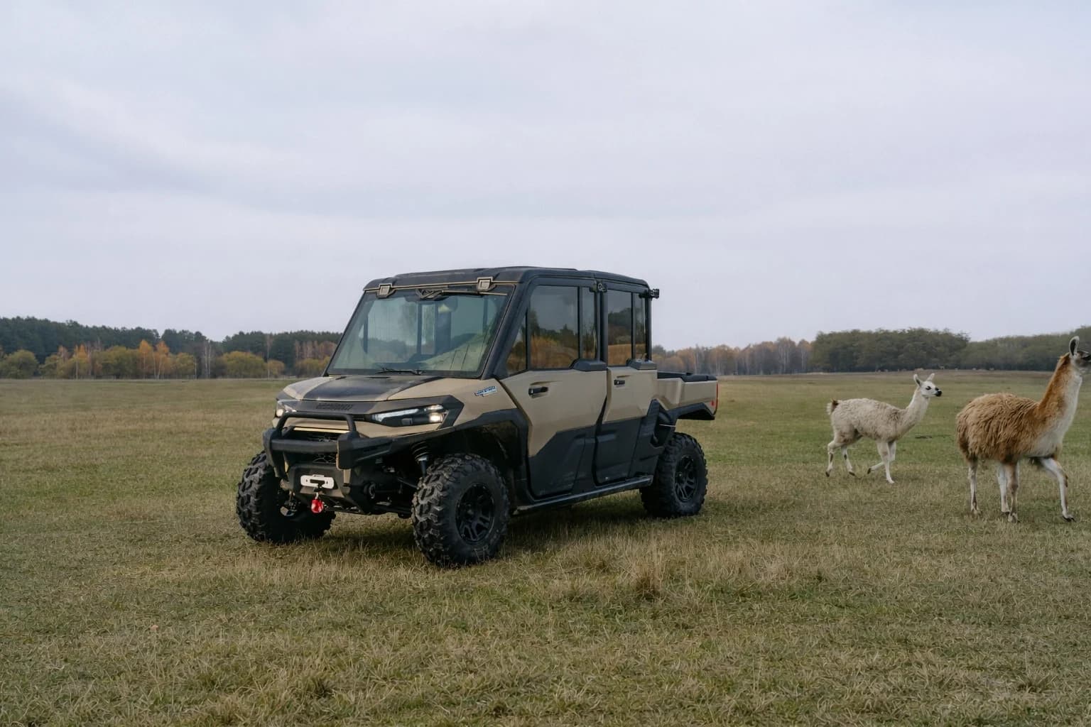 Buggy max