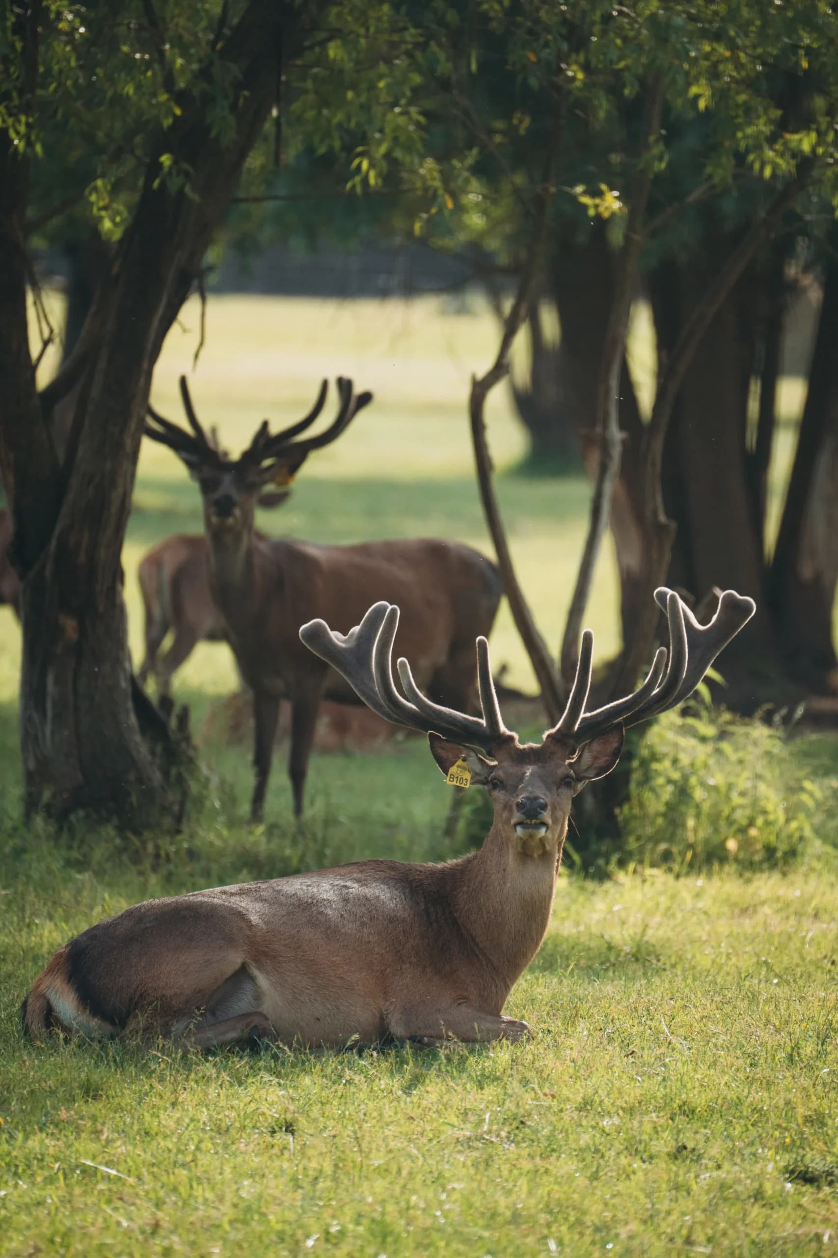 Відтворюємо локальну культуру