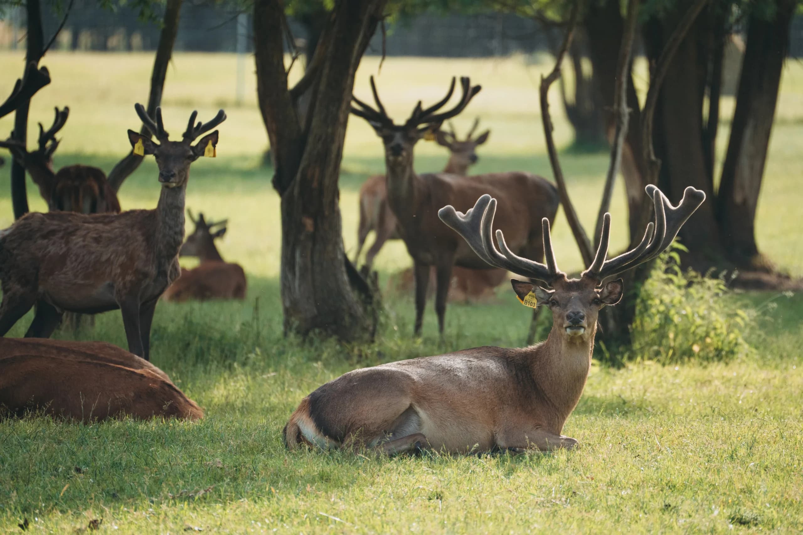 Deers