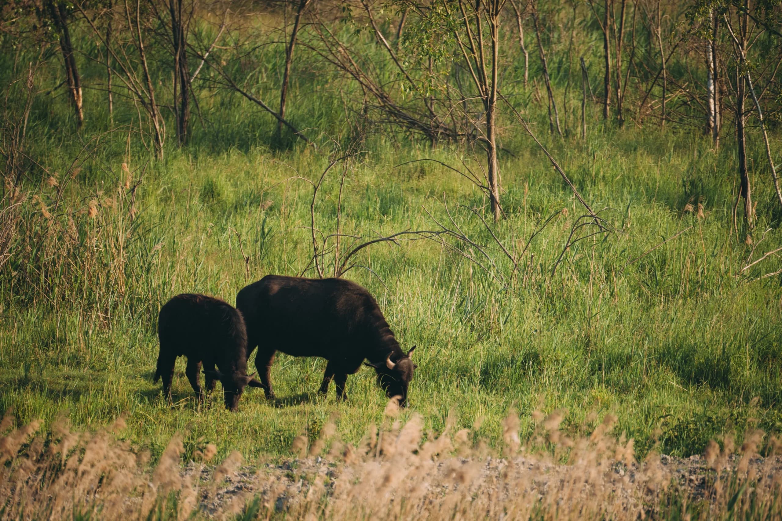 Animals