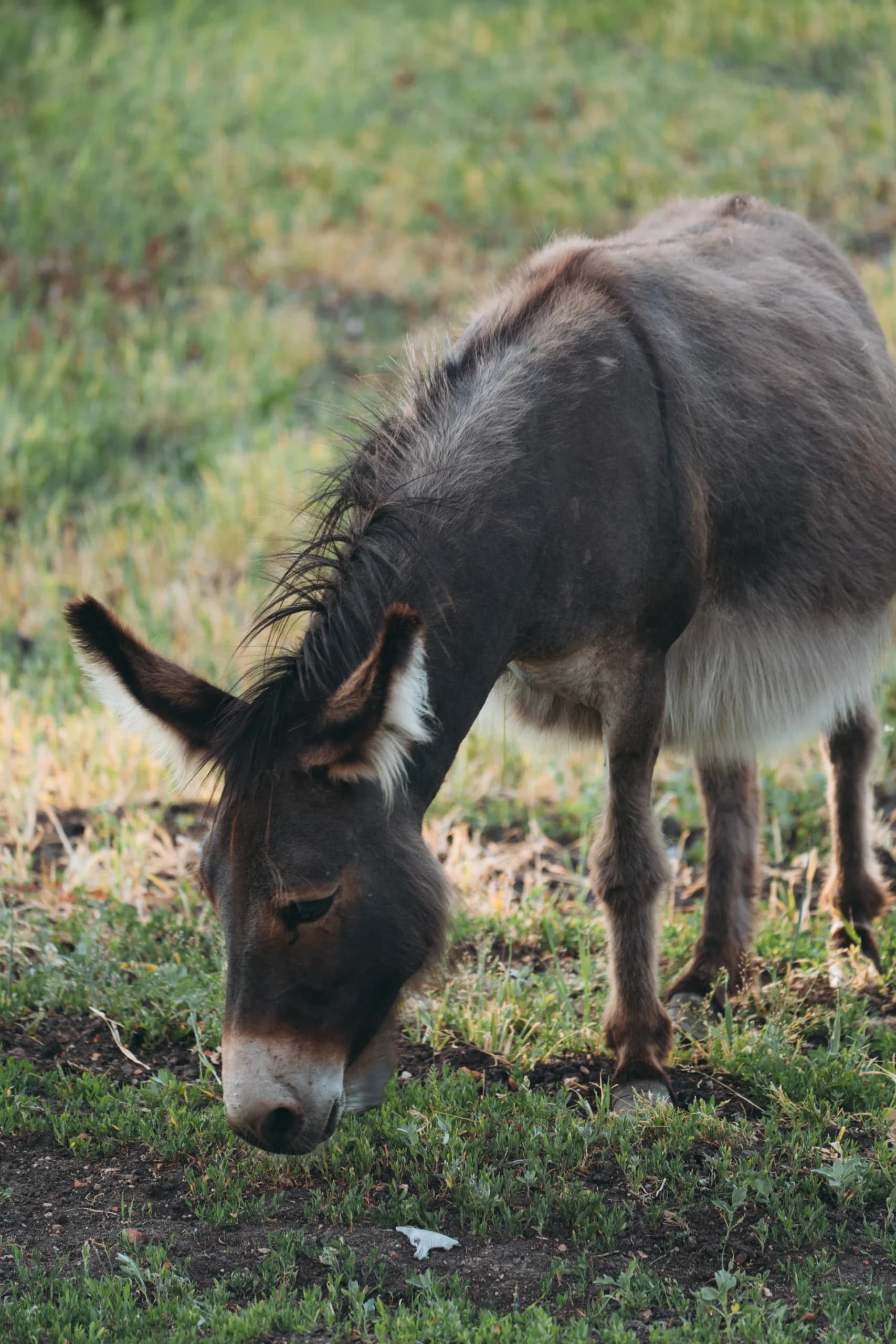 Donkey