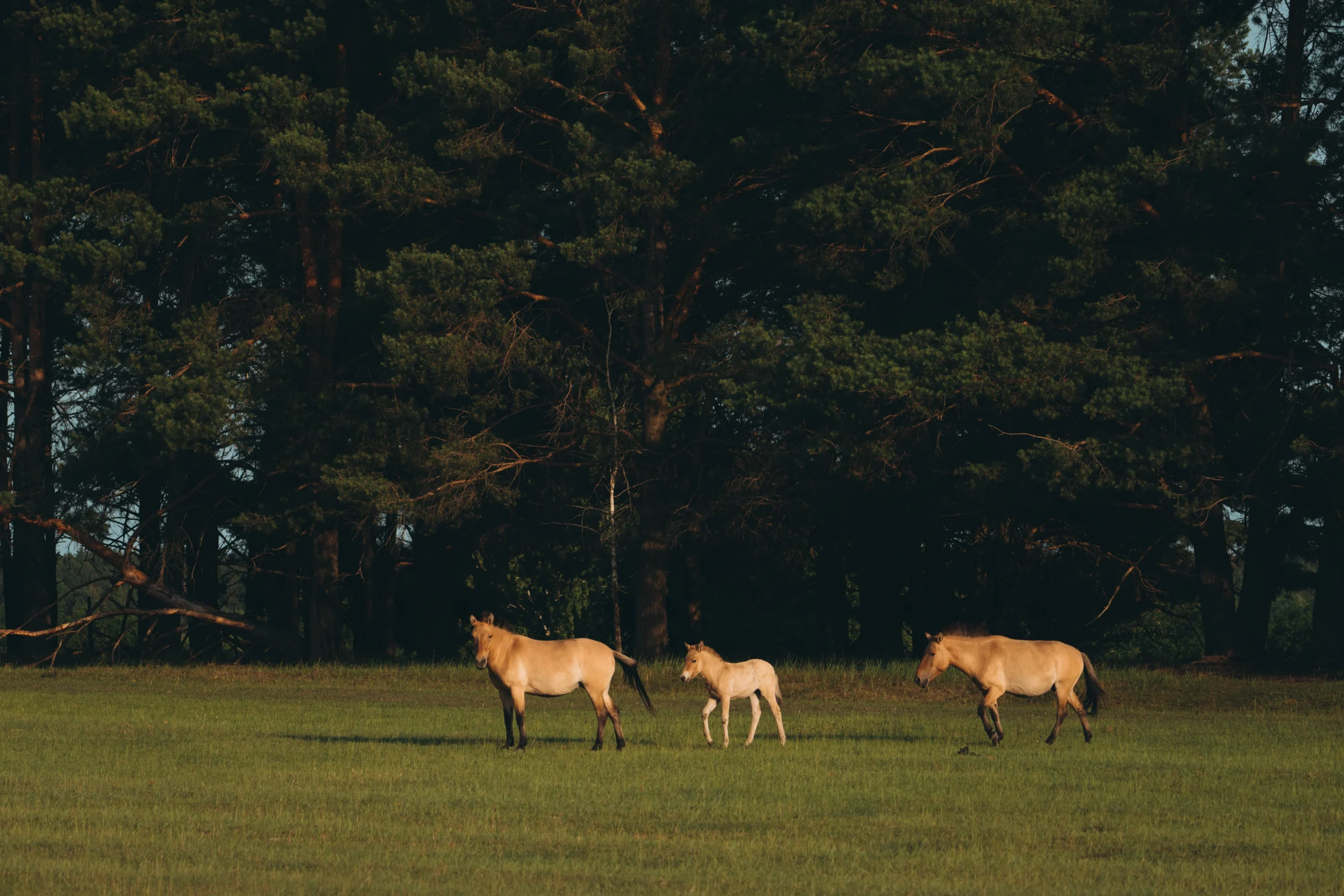 Коні в полі
