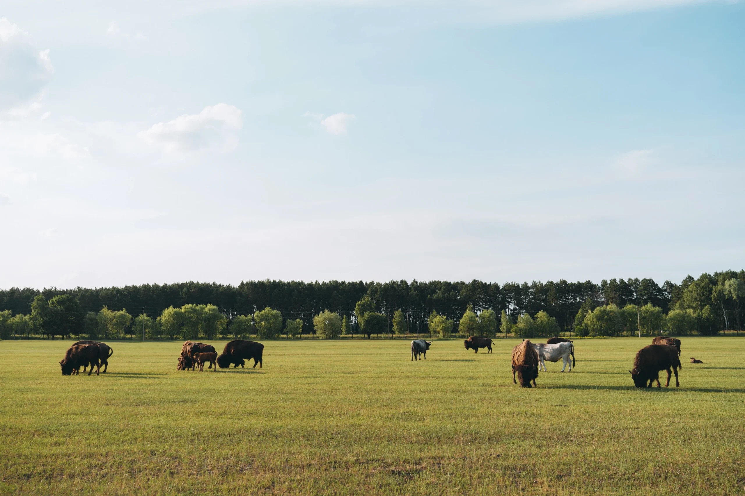 Fiels