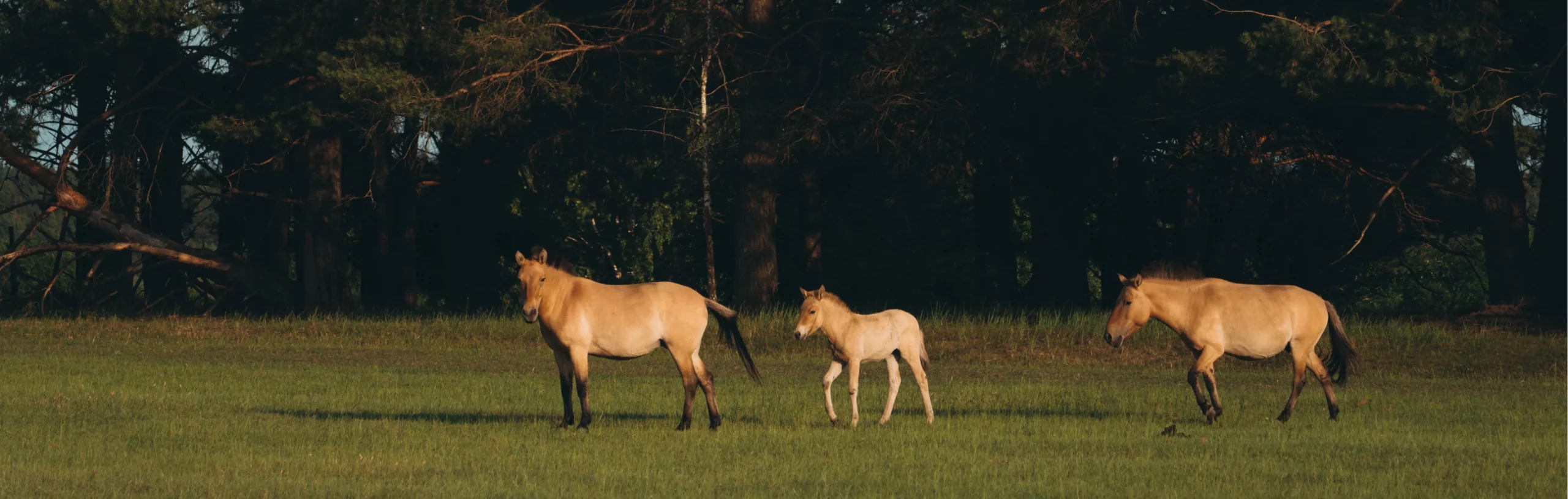 horses