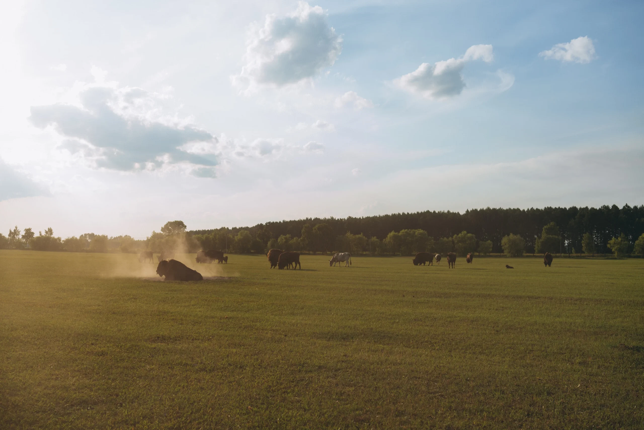 Тварини в полі